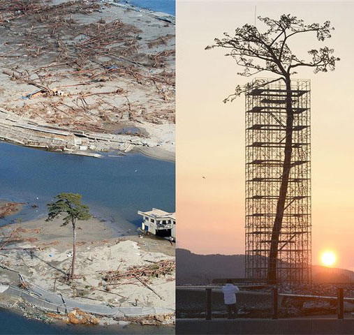 Pinheiro que sobreviveu ao tsunami vira escultura no Japão