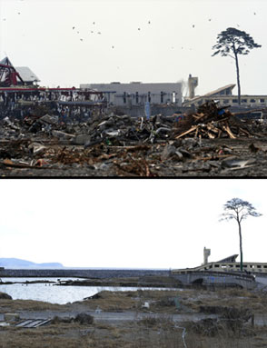 Pinheiro que sobreviveu ao tsunami vira escultura no Japão