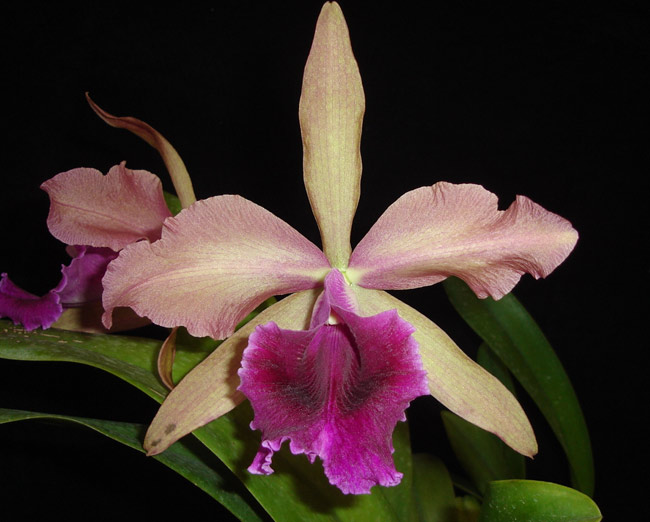 Cattleya