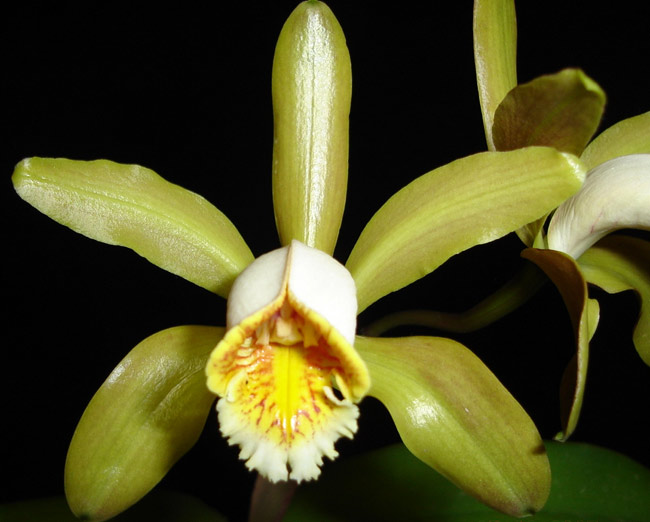 Cattleya forbesi