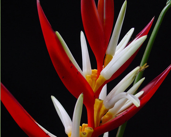 Heliconia laneana