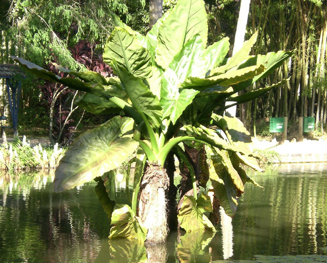 Araceae