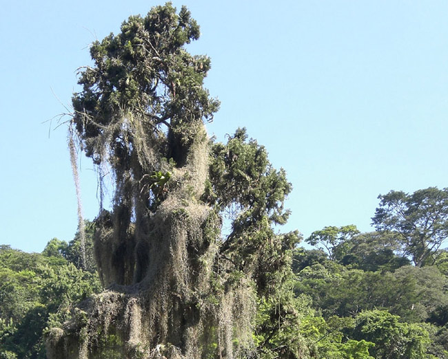 Barba de Velho