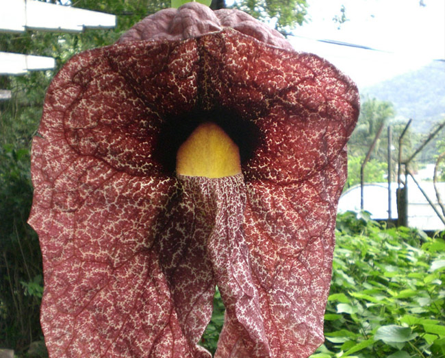 flor gigante