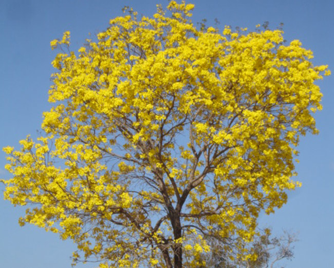 ipê amarelo