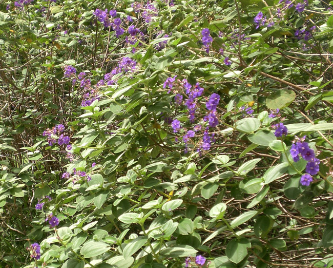 melastomataceae