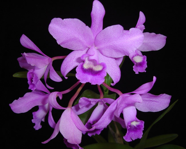 orquidea