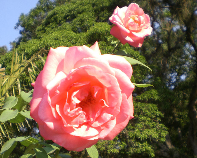 http://www.asplantas.com.br/fotos/rosas.jpg