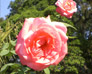 Fotos de plantas - rosas