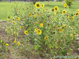 Plantas Medicinais