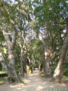 Plantas Ornamentais - árvores