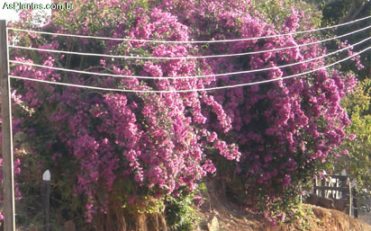 Plantas Ornamentais