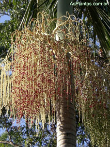 Plantas Ornamentais